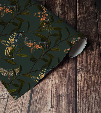 Hawk Moth Wallpaper