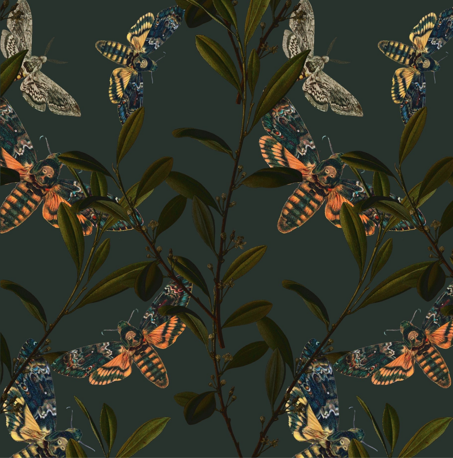 Hawk Moth Wallpaper