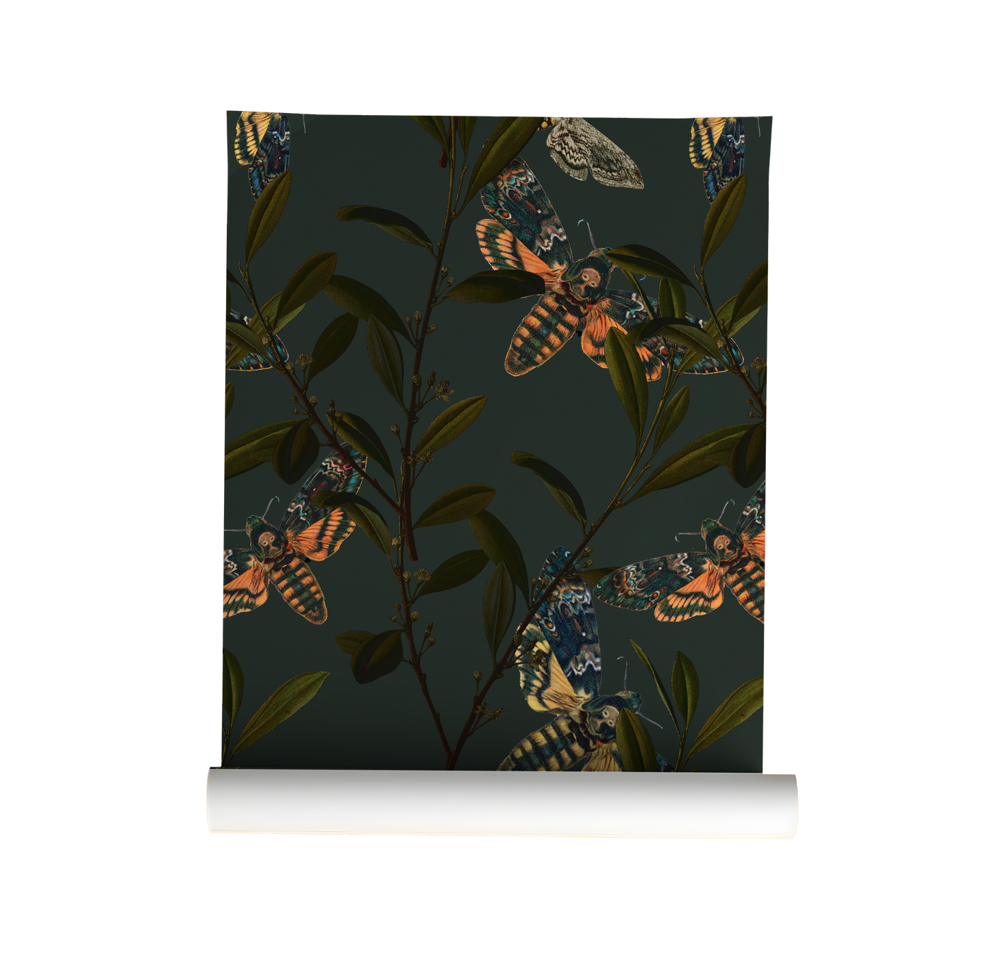 Hawk Moth Wallpaper